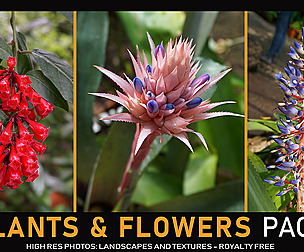 Exotic Plants and Flowers