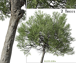 Set of Acacia amoena Tree (Boomerang Wattle)
