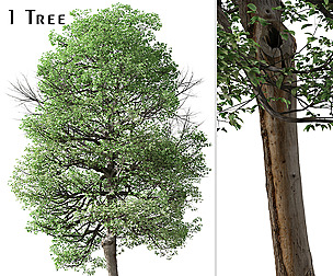 Italian Alder Tree ( Alnus cordata )
