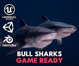 Bull Sharks – Game Ready