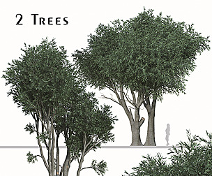 Set of Melaleuca leucadendra Tree ( Paperbark )
