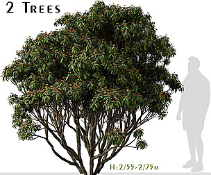 Set of Viburnum rhytidophyllum Tree (Leatherleaf)