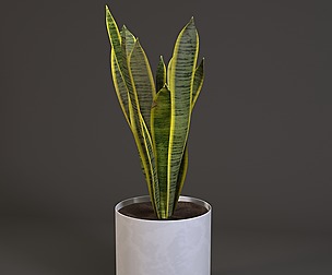 Snake Plant