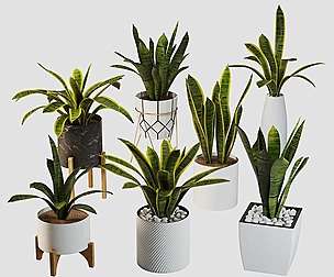 sansevieria plant