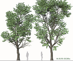 Set of Acer Negundo Tree (Box elder) (2 Trees)