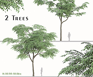 Set of Sapindus mukorossi Tree (Soapberry)