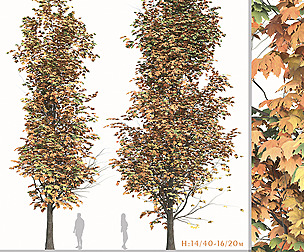 Set of Acer Saccharum Tree (Sugar maple) (2 Trees)