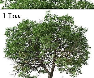 Quercus suber Tree ( Cork oak )