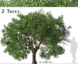 Set of Apricot Tree (Armenian plum) (2 Trees)