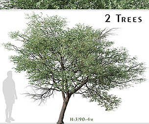 Set of Terminalia sericea Tree ( Silver cluster )