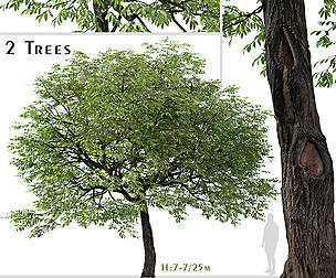 Set of Juglans nigra Tree ( Eastern black walnut )