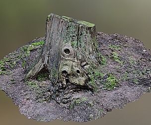Tree Stump 001