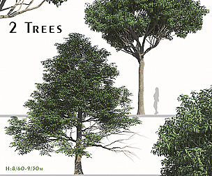 Set of Lindera Megaphylla Tree ( Feverbush )
