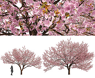 2 Spring Cerasus Tree Pink Trees