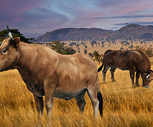Cattle Steer Cow Bull Rigged Animation