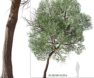 Set of Eucalyptus globoidea Tree ( stringybark )