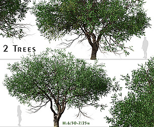 Set of Black Olive Tree ( Bucida buceras )