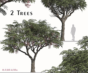 Set of Melia Azedarach Tree ( Chinaberry )