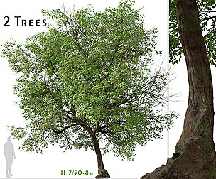 Set of Prunus avium Tree ( Sweet Cherry )