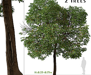 Set of Cordia sebestena Tree ( Geiger tree )