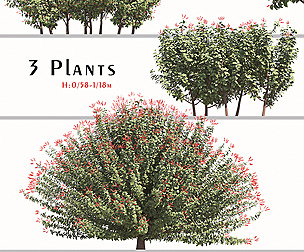 Set of Hamelia Patens Plant (Scarlet Bush)