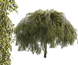 Green Weeping Willow Tree 01