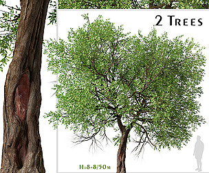 Set of Maclura pomifera Tree ( Osage orange )