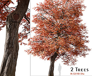 Set of Quercus coccinea or Scarlet oak Tree