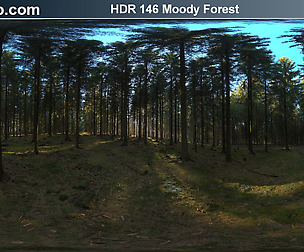 HDRI Hub 146 Moody Forest