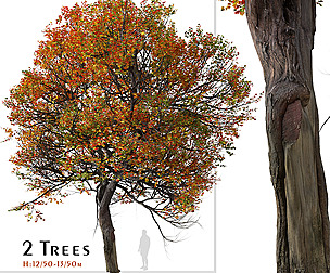 Set of Acer miyabei Tree ( Miyabe maple )