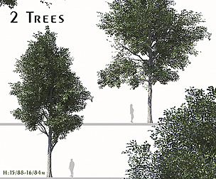 Set of Populus Przewalskii Trees (Populus simonii)