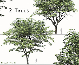 Set of Pterocarya stenoptera Trees ( wingnut )