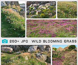 WILD BLOOMING GRASS