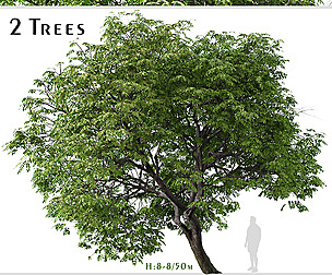 Set of Butternut Tree ( Juglans cinerea )