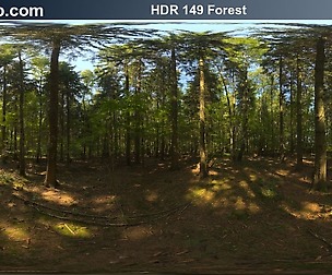 HDRI Hub 149 Forest