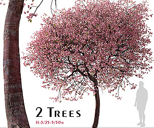 Set of Kwanzan Cherry Tree (Prunus lannesiana)