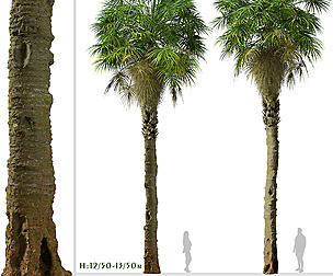 Set of Sabal Palm Tree (Carolina palmetto)