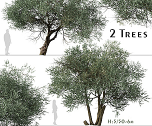 Set of Koroneiki Olive Tree ( Olea europaea )
