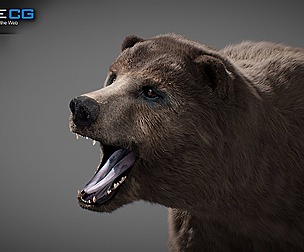 Animated Bear