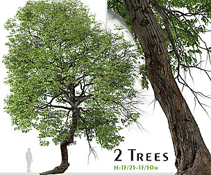 Set of Shagbark hickory Tree ( Carya ovata )