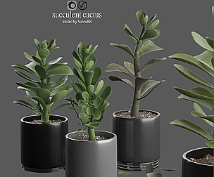 indoor succulent cactus plant 01
