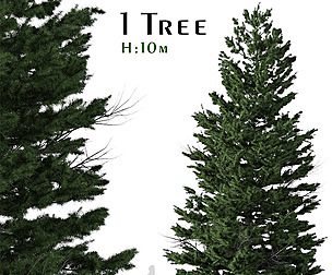 Abies cilicica Tree ( Cilician fir )