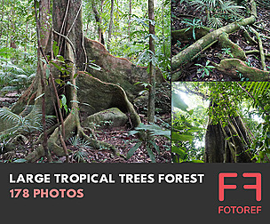 178 photos of Large Tropical Trees Forest
