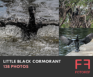 138 photos of Little Black Cormorant