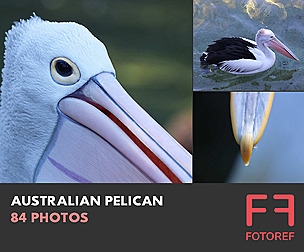 84 photos of Australian Pelican