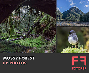 811 photos of Mossy Forest