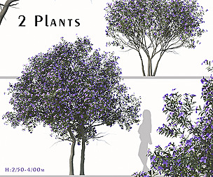 Set of Tibouchina Semidecandra plant (Glory Bush)