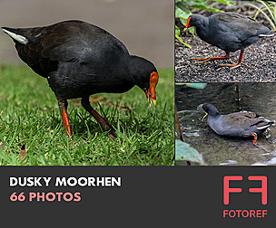 66 photos of Dusky Moorhen
