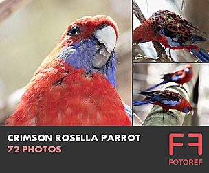 72 photos of Crimson Rosella Parrot