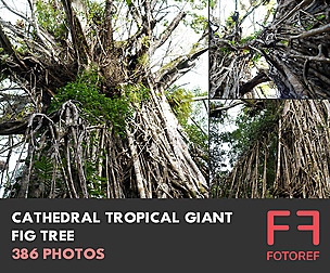 386 photos of Cathedral Tropical Giant Fig Tree